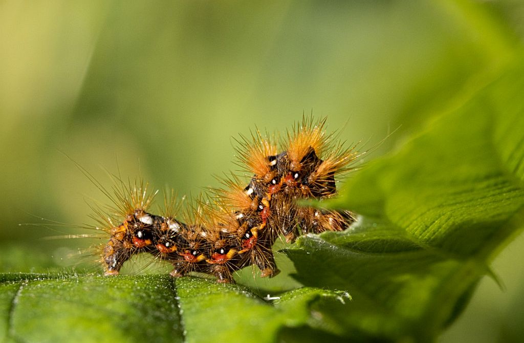 Knot Grass Moth Caterpillar 